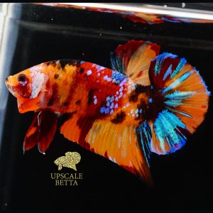 multicolor-betta-fish