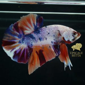 fancy-multicolor-betta-fish