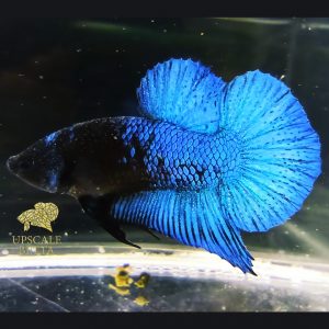 blue-black-light-betta-fish