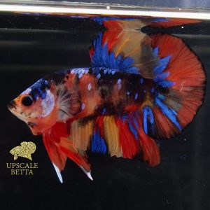 multicolor-betta-fish