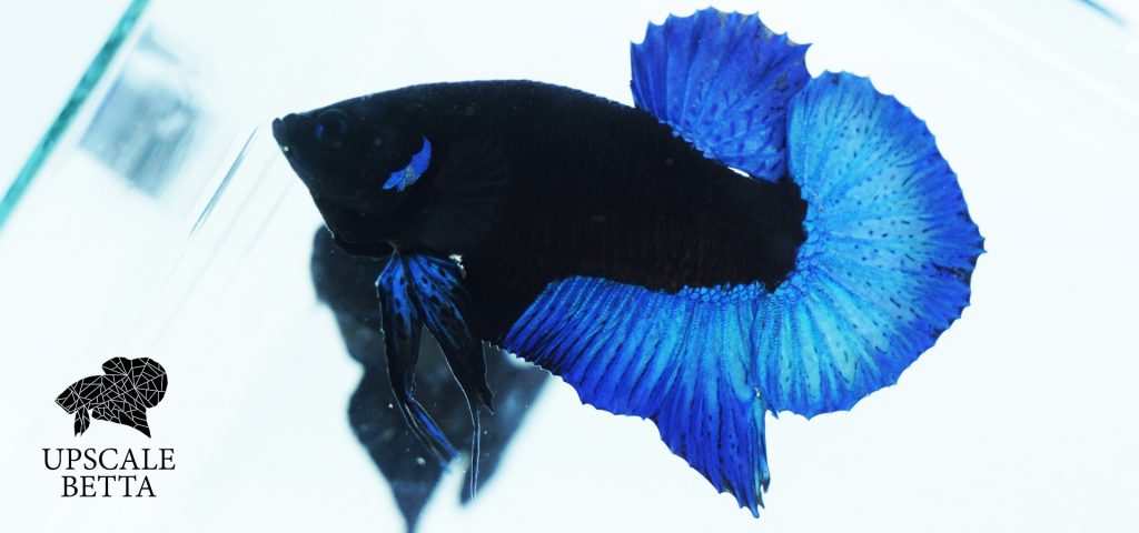 Blue Black Light Betta Fish