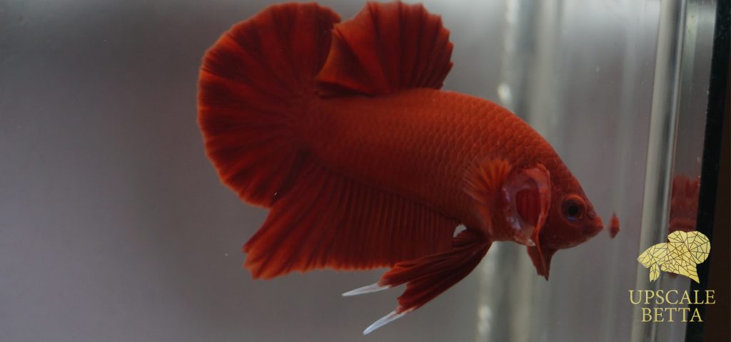 Super Red Betta Fish