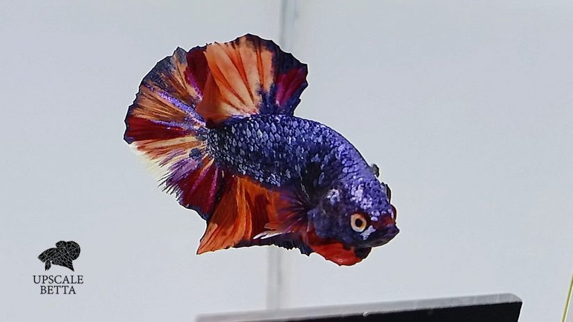 How to Make Your Betta Fish Like You