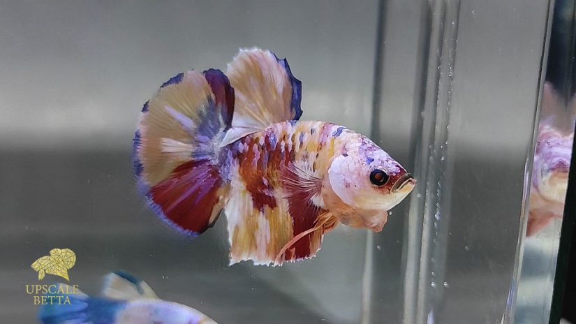3 Best Tips on How To Treat Popeye in Betta Fish