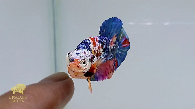 What Can Betta Fish Eat of Human Food? Think of 3 Possible Options