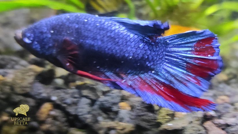 Betta Fish White Spot Treatment: Dealing with the Ich Issue